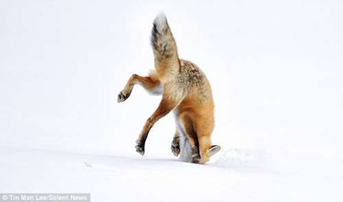 狐狸直接钻入雪地，捕捉藏匿于雪地的老鼠。