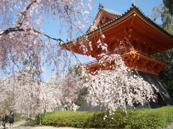 邂逅一场樱花雨 日本关西赏樱地图