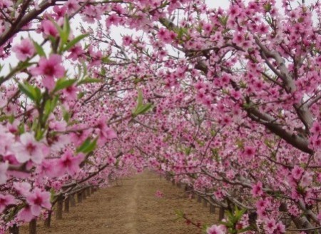 红的绿的粉的黄的 清明节找寻春天的故事(组图