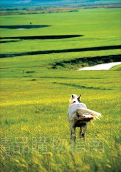 中国5大草原旅游攻略:拜访哈萨克驯鹰人