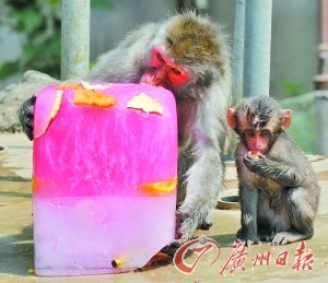 　　日本宫城郡动物园里的猴子在享受水果冰。