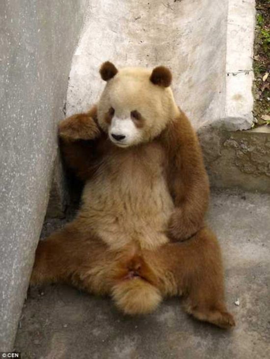 　　中国西部现罕见棕色熊猫 外媒惊叹(组图)