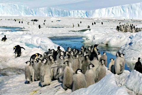 参观南极洲时，一定不要忘了去看看这个地方独有的野生动物，像是企鹅。