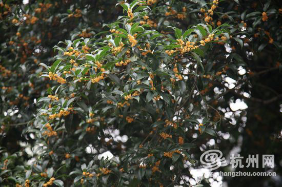 硬叶丹桂。现在，杭州植物园的杭州黄、晚馨、硬叶丹桂、四季桂、早银桂集体爆发，各品种的桂花开花率躲在30%左右。