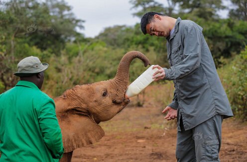 姚明远赴非洲拍摄爱护动物纪录片 立志于野生