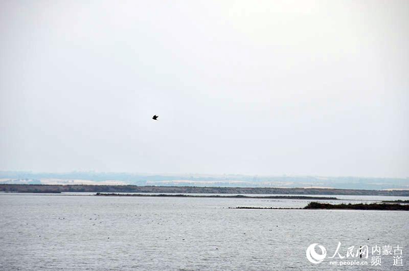 内蒙古查汗淖尔湖湖湖水污染实地调查:湖水水