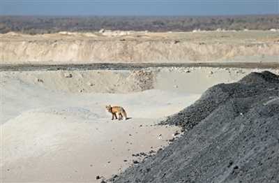 一只狐狸在不断向保护区纵深的工业废渣上行走。