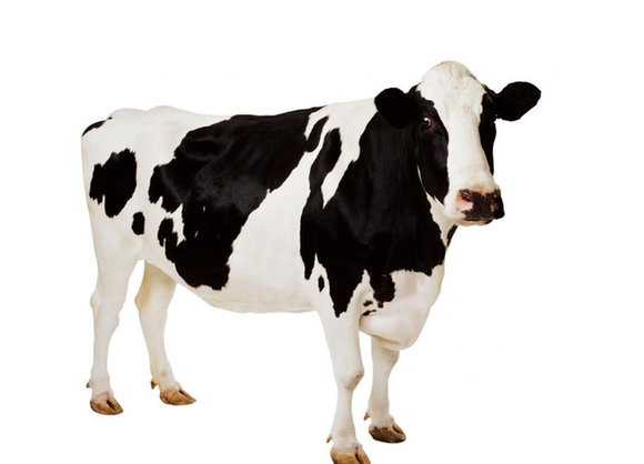一头奶牛的心事:农业部发文，我就能活了么?
