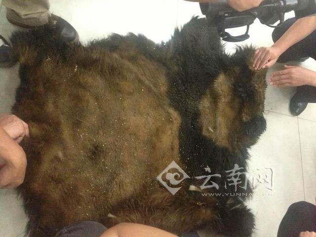 警方还原猎杀熊猫案：嫌犯家羊被咬死后追踪猎杀