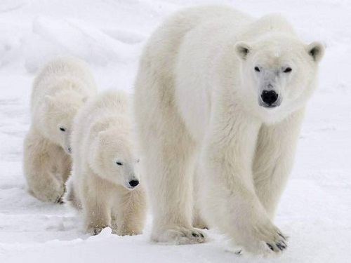 研究：温室气体排放对北极熊生存威胁迫在眉睫