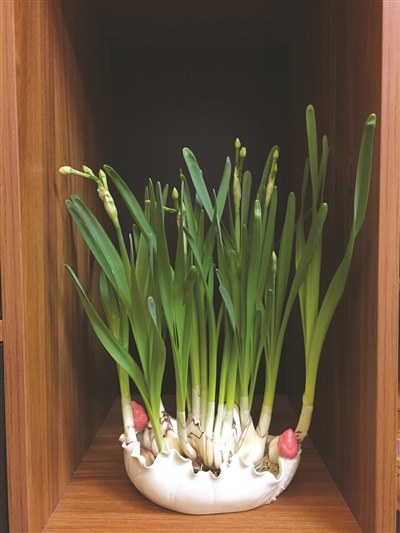 温暖过春节!宁波正月初二最高气温或达18度|最