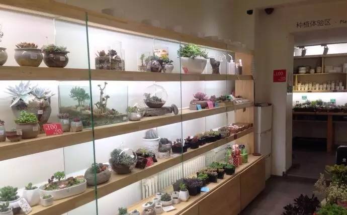 roop多肉植物店