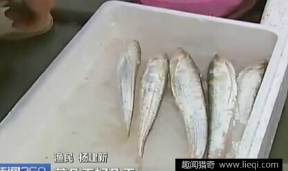 鱼竟卖上万元 素有天下第一鲜美誉堪比黄金_