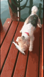 汪星人狗生中第一次遇到鱼   或者这样