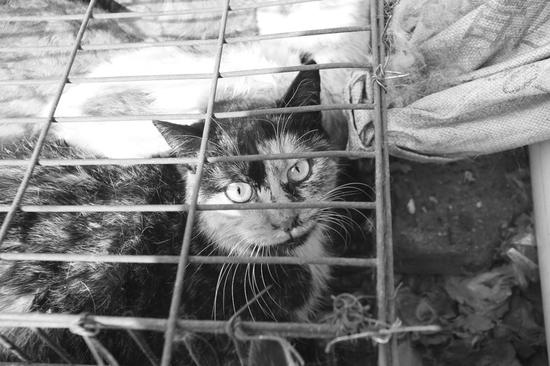团伙设饵捕猫1000多只卖钱 67岁寻猫老太当场痛哭