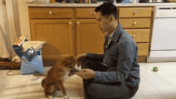 [gif动图]一只喜欢抱抱的小柴犬,看的心都化了!