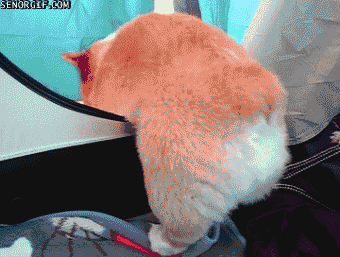 萌宠150317:世间竟有如此出尘绝艳的小屁屁(含gif)