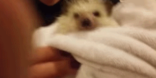 gif动图150325:我好歹是只刺猬诶 你这样我很没面子哦