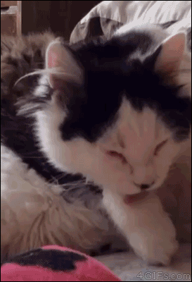 壁纸 动物 狗 狗狗 猫 猫咪 小猫 桌面 273_400 竖版 竖屏 手机 gif