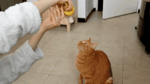 动图150804:喵星人第一次吃香蕉 完全停不下来