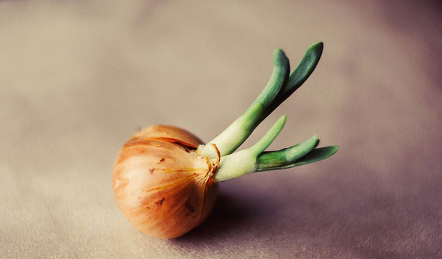 那些有毒的天然食物,你知道多少?