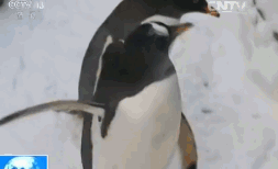 壁纸 动物 企鹅 253_154 gif 动态图 动图