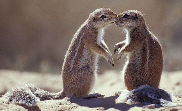 吻不够的南非地松鼠