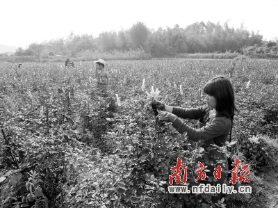 鱼田村连片的玫瑰田。 毕式明 伍志雄 摄