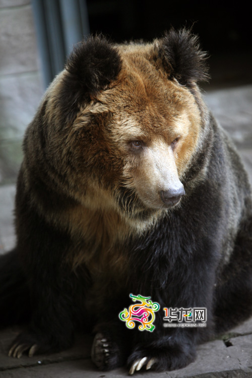 西藏棕熊平时显得懒洋洋的 记者 李文科 摄