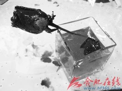 蓝色妖姬遇水后将水染成蓝色