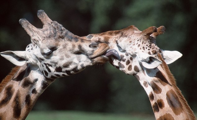 互相爱抚的长颈鹿