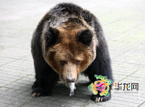 西藏棕熊在吃鲫鱼 记者 李文科 摄