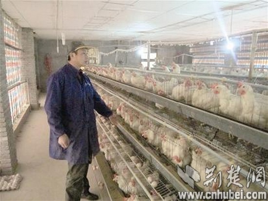 图为：农民在养鸡场