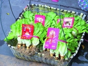 生菜被包装得十分喜庆。通讯员供图