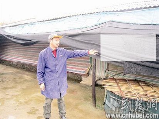 图为：养鸡场没有鸡