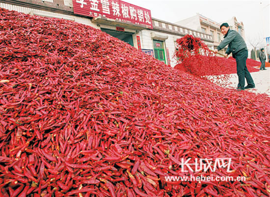 冀州市种植辣椒15万亩 建成华北最大辣椒市场