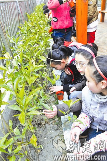 课程最丰富最爱成电子家长46门课程免费选小学生v课程小学图片