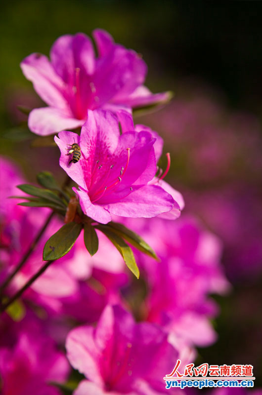 杜鹃花正盛情绽放。摄影:李发兴