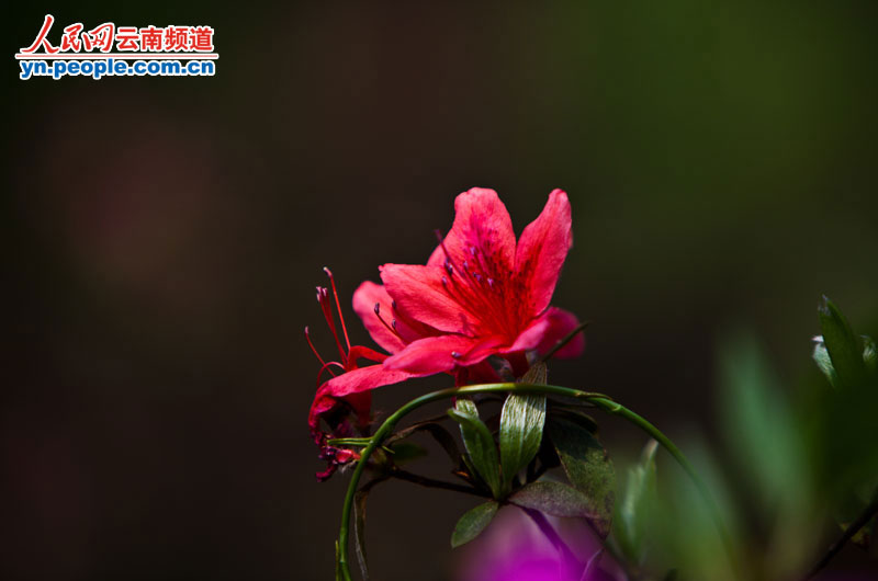 杜鹃花正盛情绽放。 摄影:李发兴