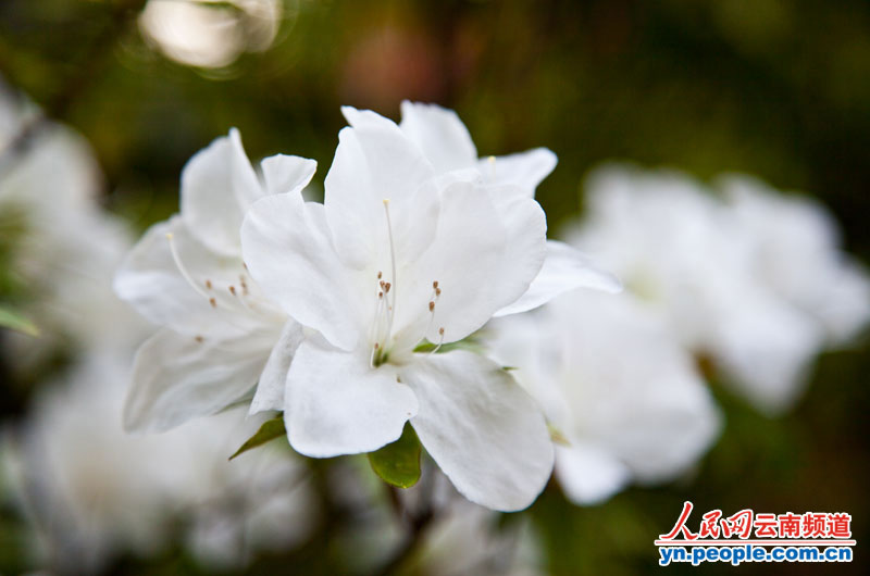 杜鹃花正盛情绽放。摄影:李发兴