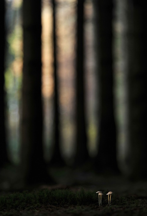 『树和森林』获奖摄影师:kerekes istván 获奖作品:"forest dwellers