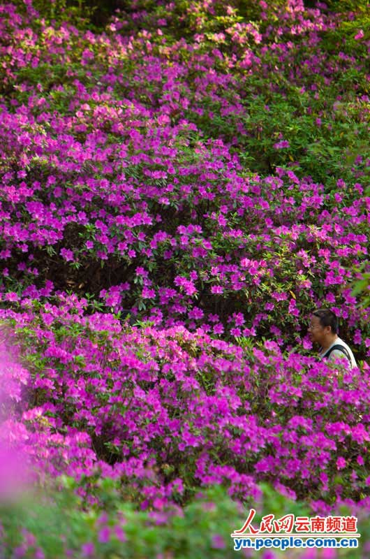 漫山遍野的杜鹃花正盛情绽放,引来游客无数。 摄影:李发兴