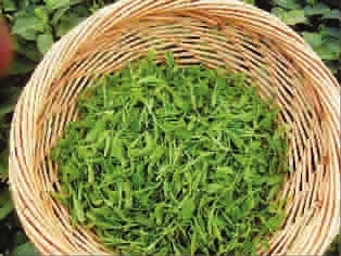 正宗西湖龙井明前茶,惊爆价 能省3000元!