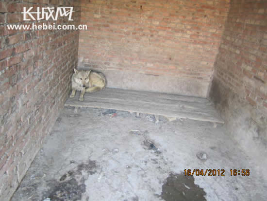 安平农民刘铁强让狼和狗杂交生3匹狼 现已长大