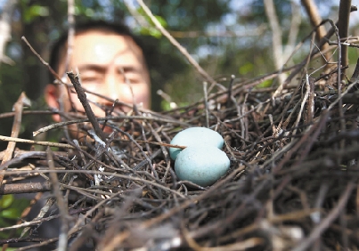 因坊间有传白鹭蛋营养成分高,吃了大补,所以有不少人就到当地白鹭聚集