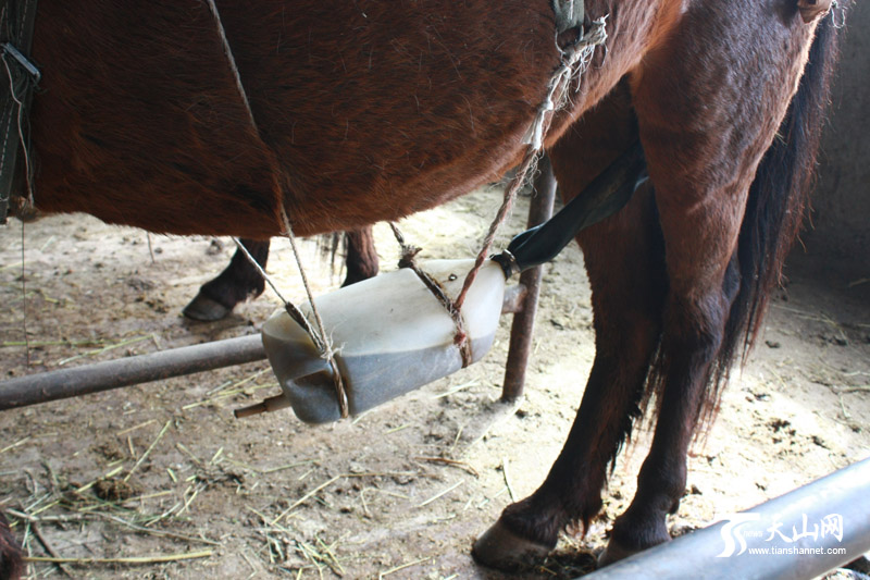 孕马肚子下的这个尿壶可以接5公斤的马尿。一匹孕马一天可产4公斤马尿。