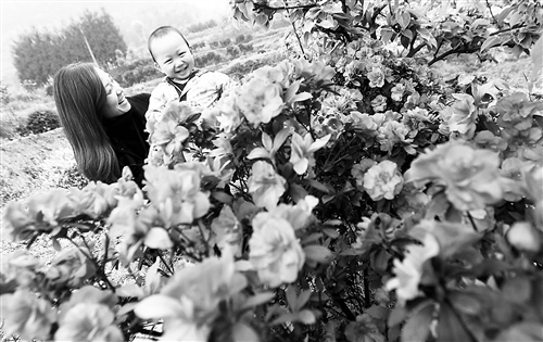 4月6日，江津区杜市镇，正处于盛放期的杜鹃花吸引市民前来观赏。记者 崔力 摄