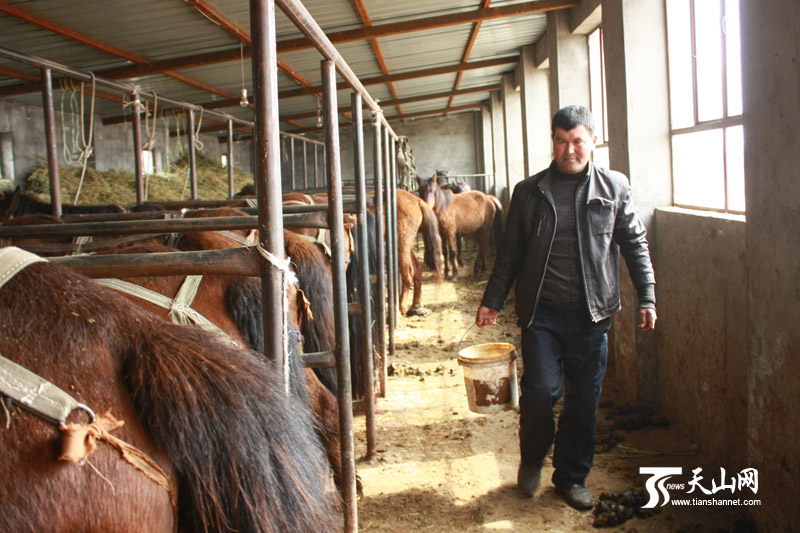 养殖户居马哈孜提着收集的孕马尿从马厩中走过。