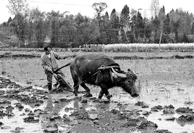大足区智凤镇，农民仍在使用耕牛犁田。 记者 张军兴 摄