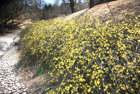 八大关迎春花领衔绽放 实拍小蜜蜂采蜜忙(图)